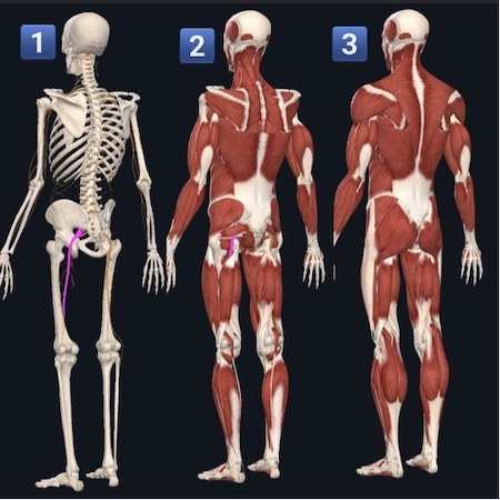 Sciatica In Pregnancy & Why You DON’T Have To Put Up With It - sciatic nerve